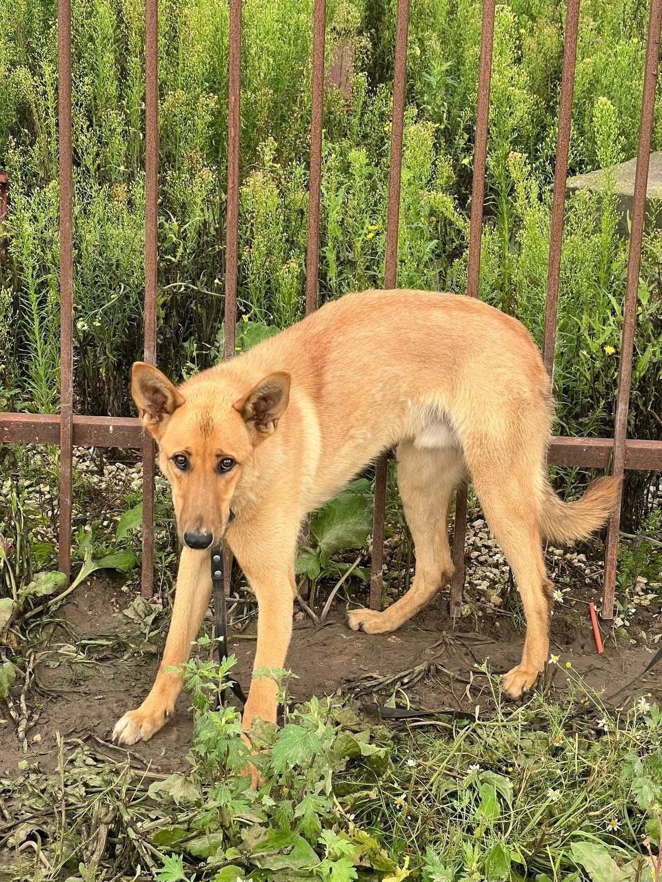 Найдена собака в Подольске — фото объявления