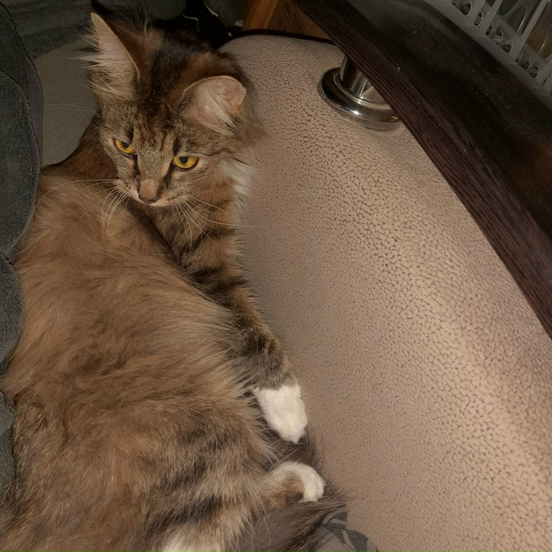 Пропала кошка в Подольске — фото объявления