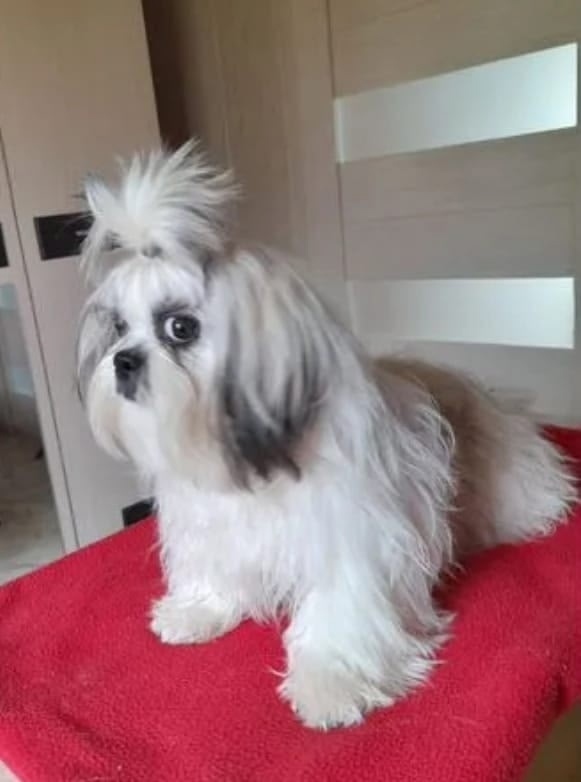 Пропала собака в Подольске — фото объявления