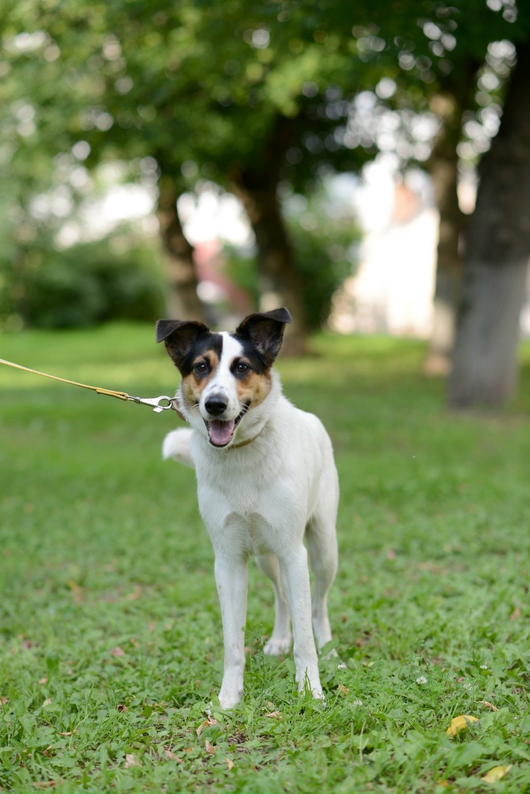 Найдена собака в Подольске — фото объявления