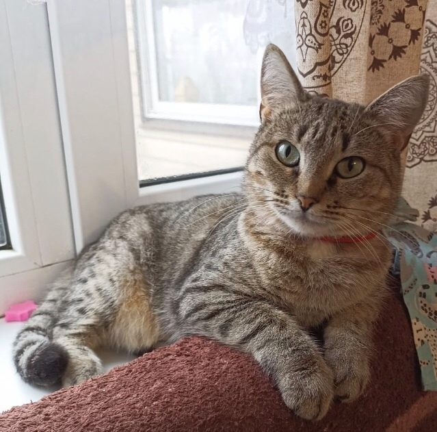 Найдена кошка в Подольске — фото объявления