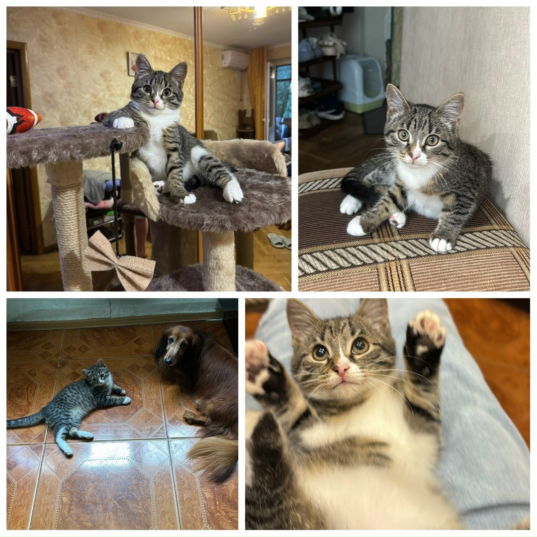 Пропала собака в Подольске — фото объявления