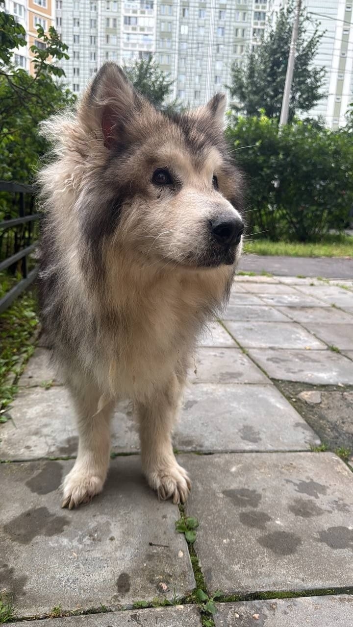 Найдена собака в Подольске — фото объявления