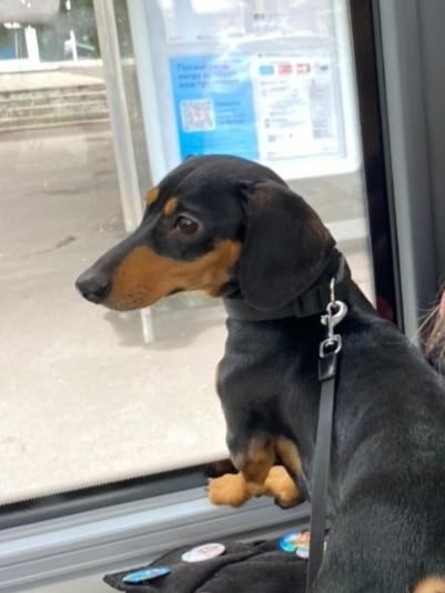 Пропала собака в Подольске — фото объявления