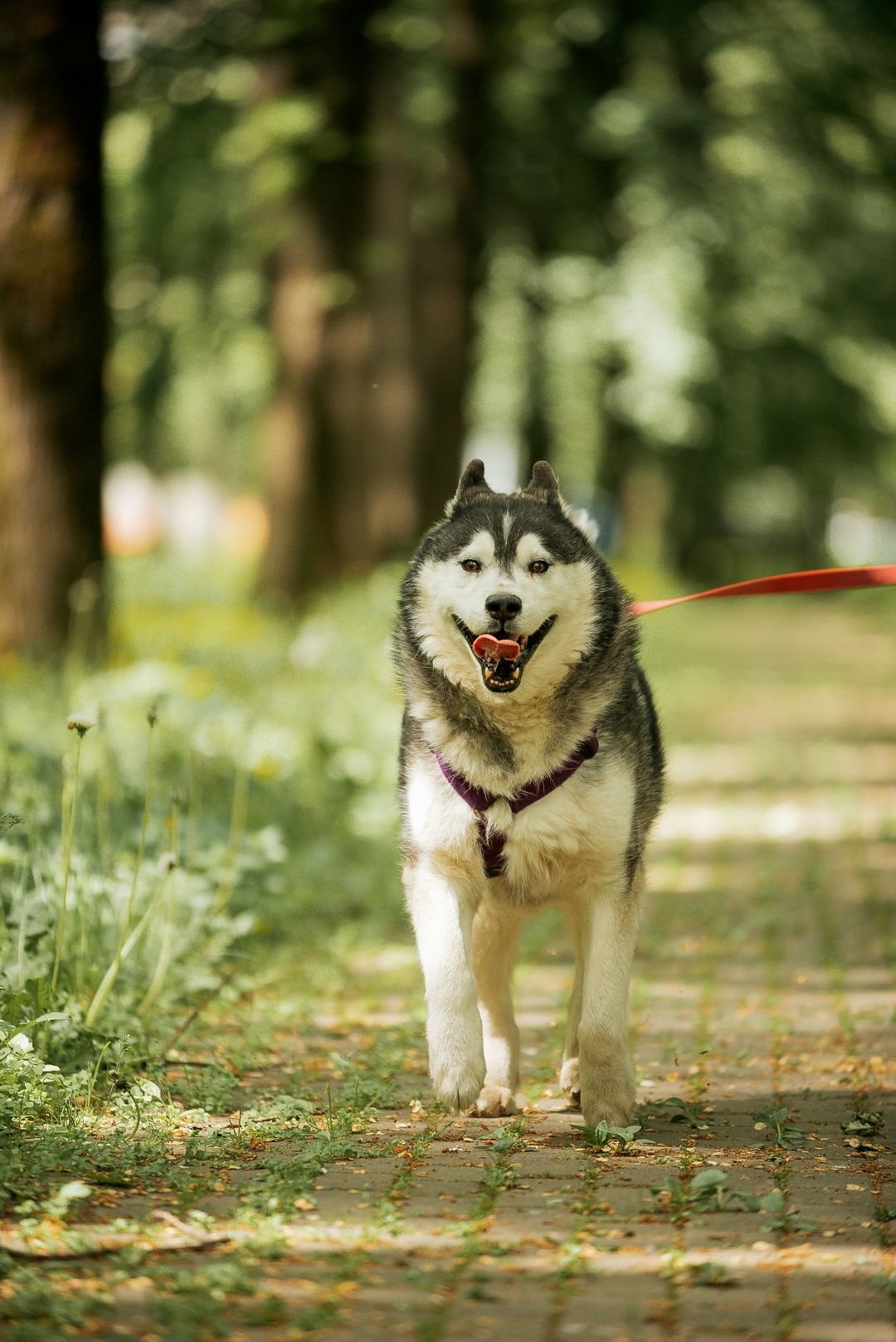 Найдена собака в Подольске — фото объявления