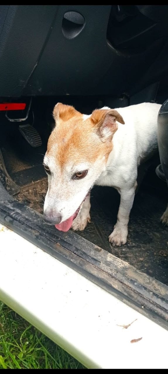 Пропала собака в Подольске — фото объявления