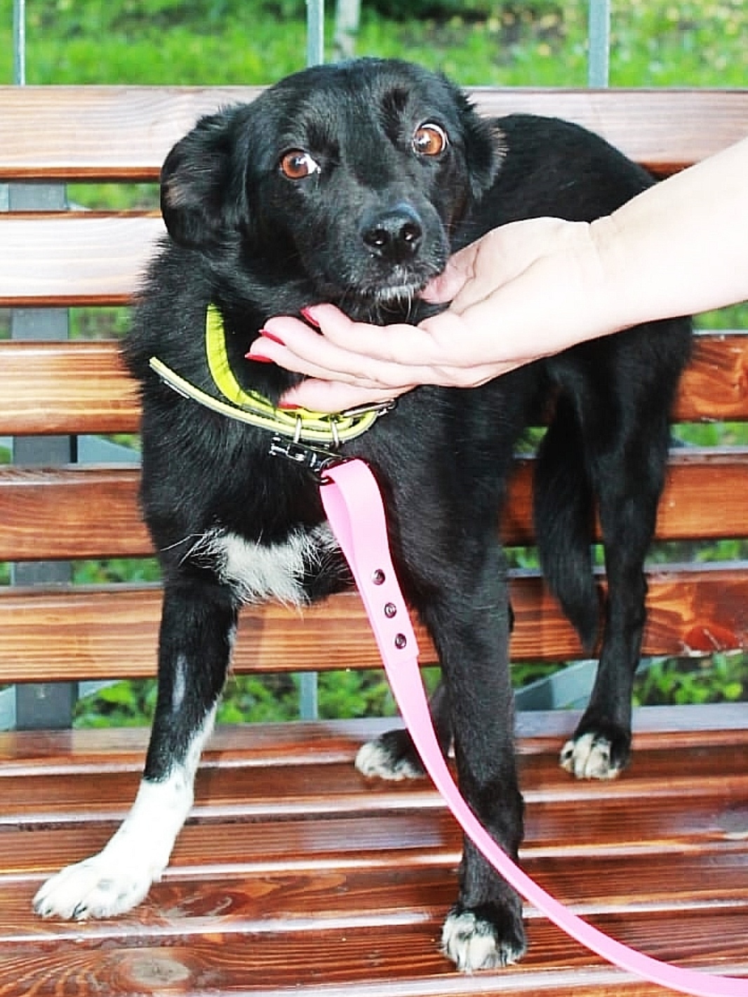 Найдена собака в Подольске — фото объявления