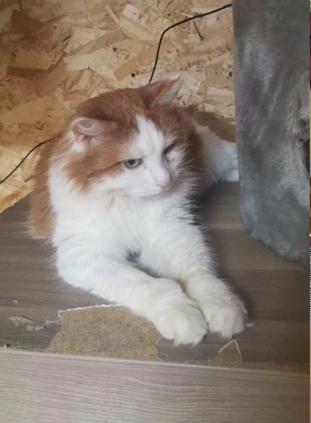 Пропала кошка в Подольске — фото объявления