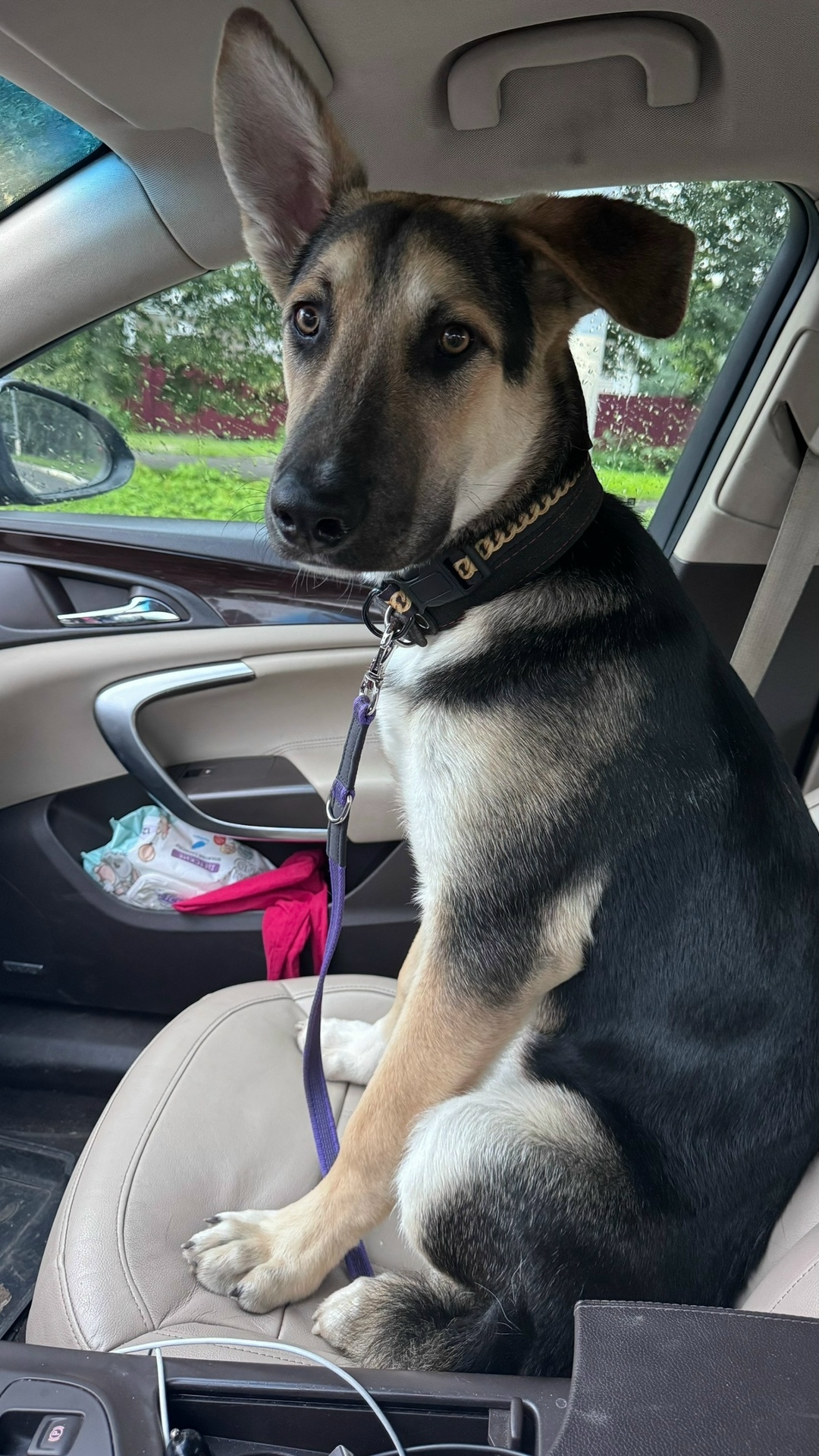 Найдена собака в Подольске — фото объявления