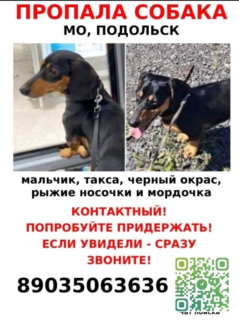 Пропала собака в Подольске — фото объявления