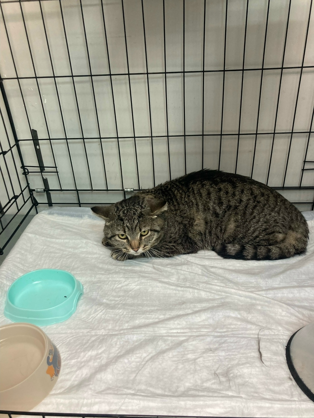 Пропала кошка в Саранске — фото объявления