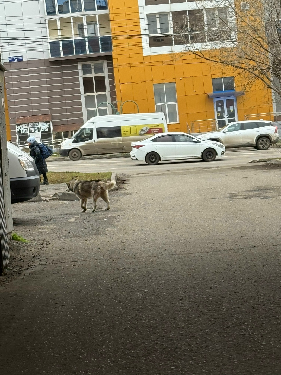 Пропала собака в Саранске — фото объявления