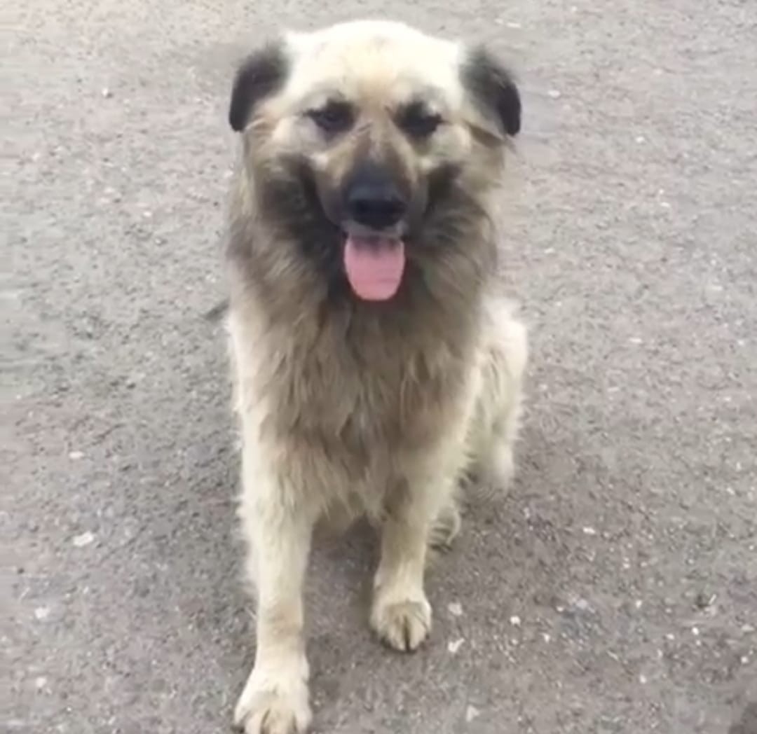 Пропала собака в Саранске — фото объявления