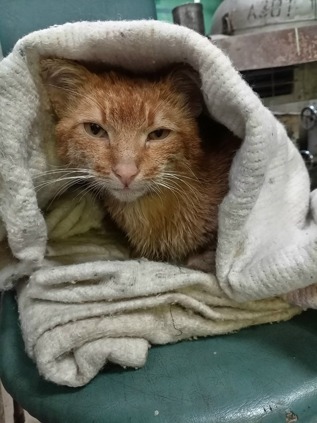 Пропала кошка в Саранске — фото объявления