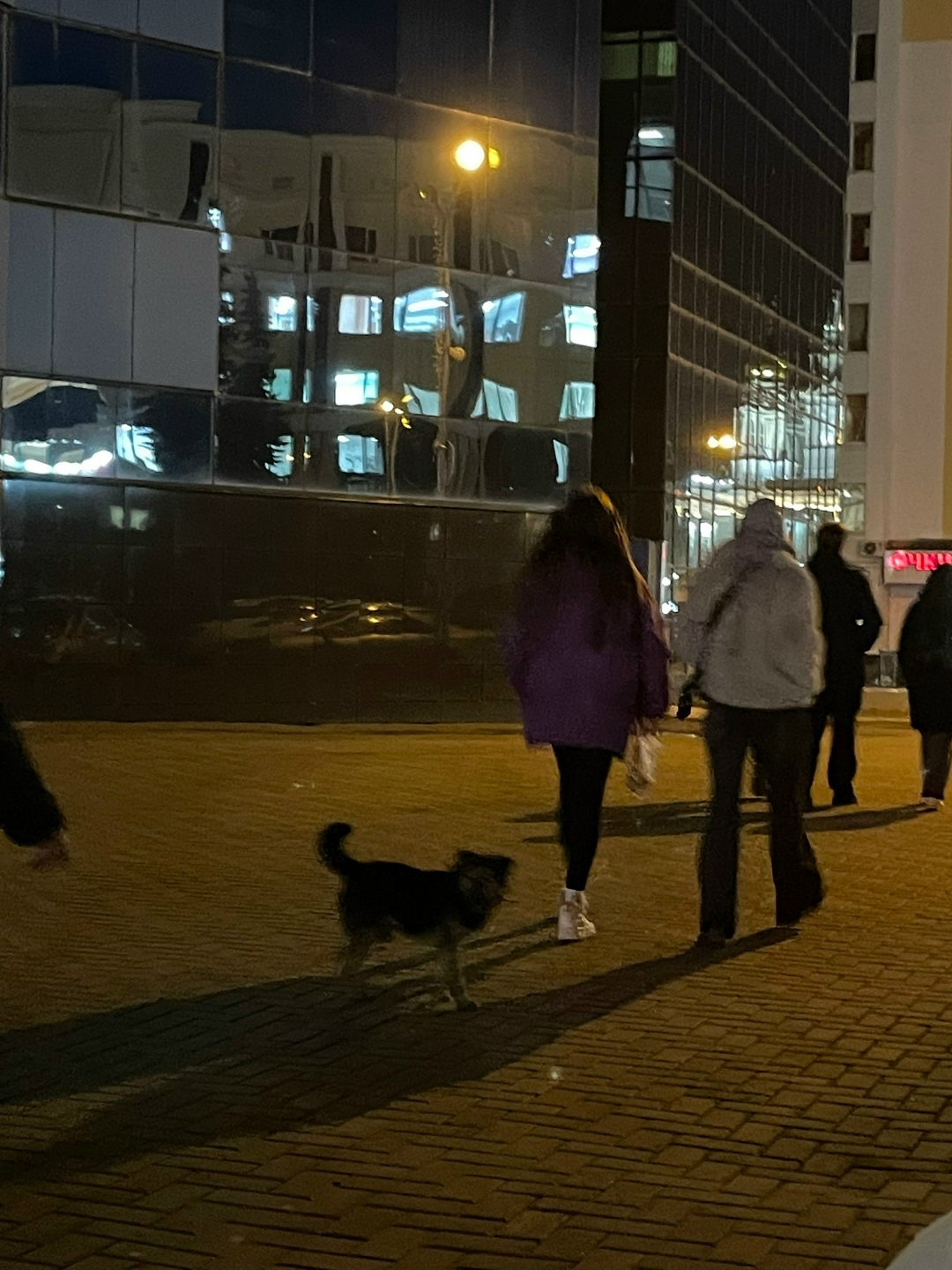 Пропала собака в Саранске — фото объявления