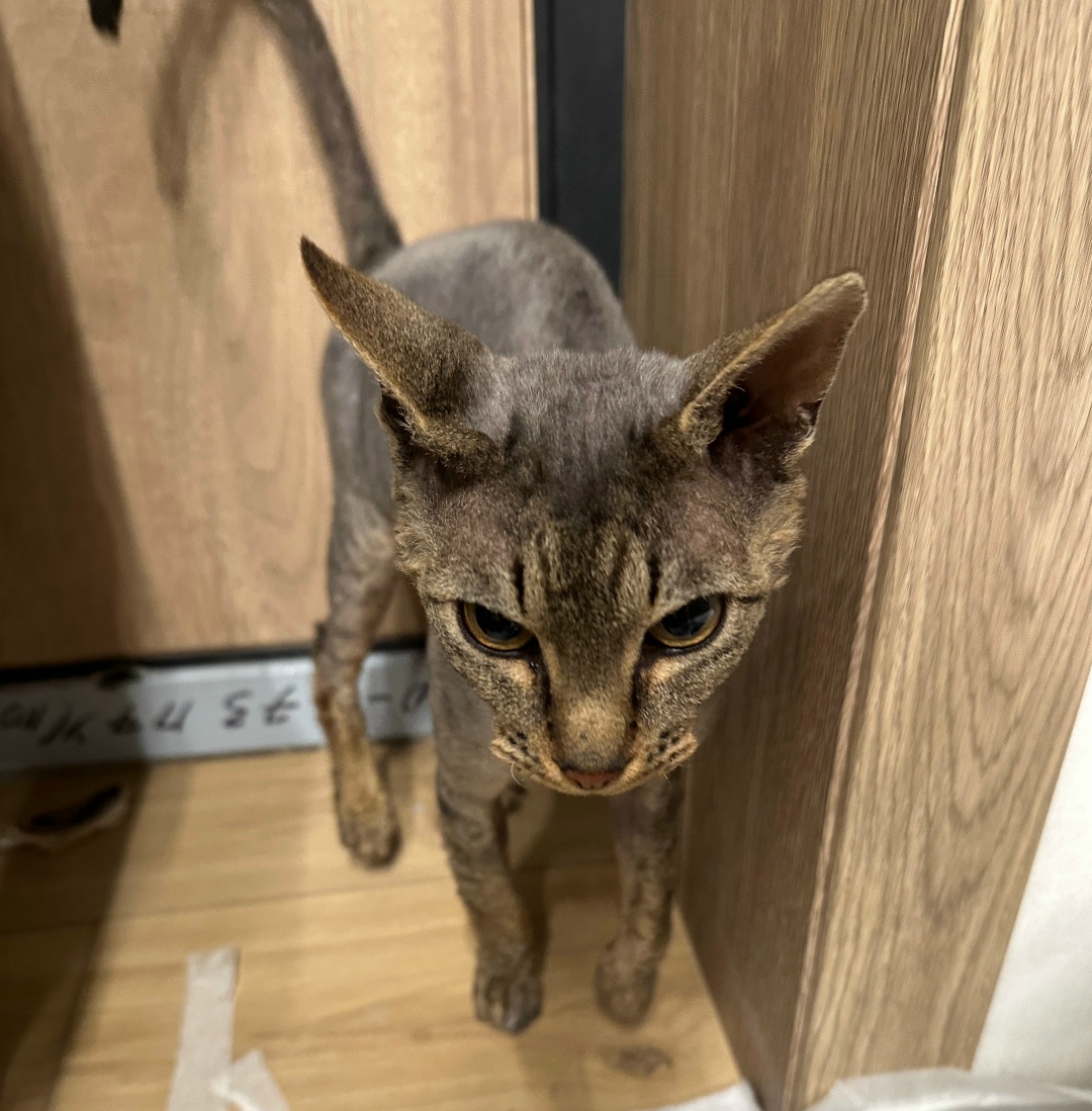 Найдена кошка в Саранске — фото объявления