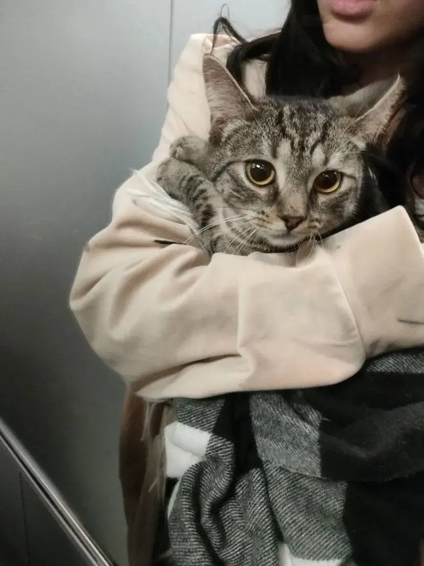 Найдена собака в Саранске — фото объявления