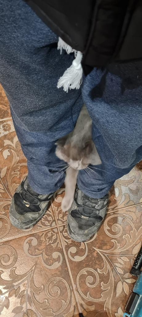 Пропала кошка в Саранске — фото объявления