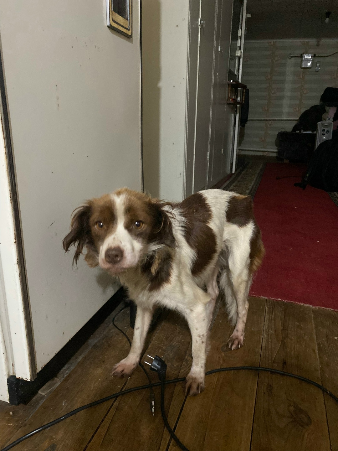 Найдена собака в Саранске — фото объявления