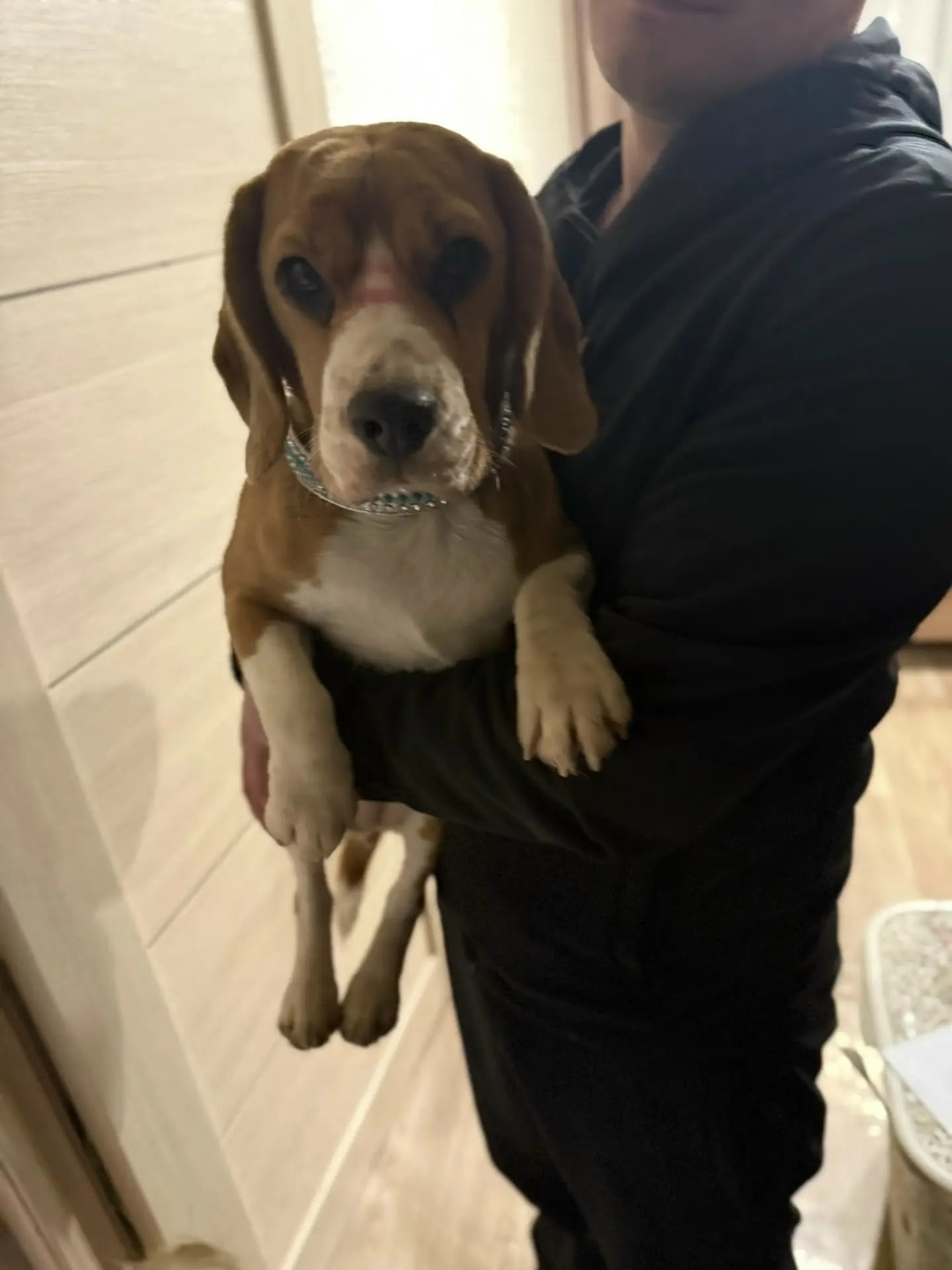 Найдена собака в Саранске — фото объявления