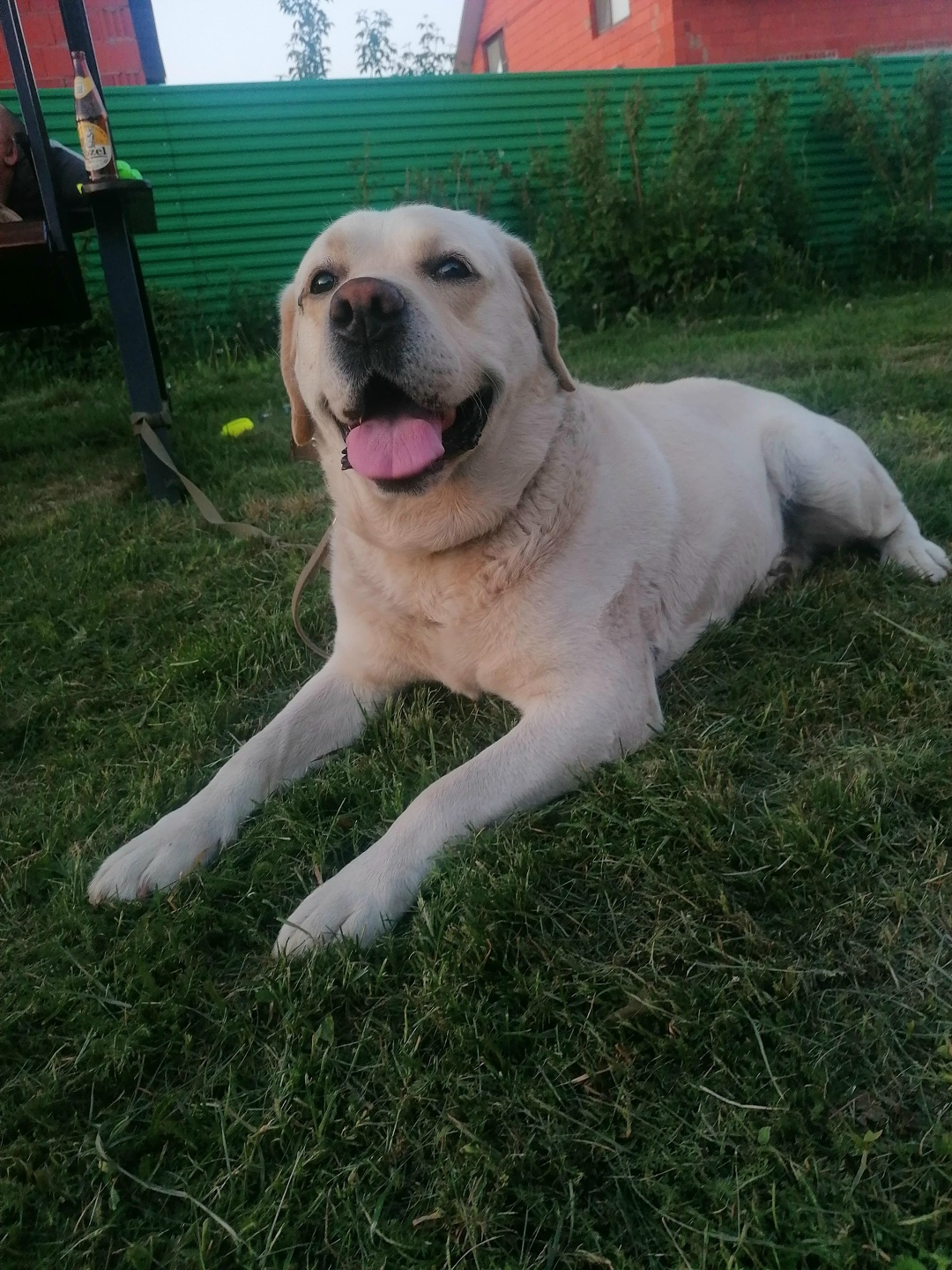 Пропала собака в Саранске — фото объявления