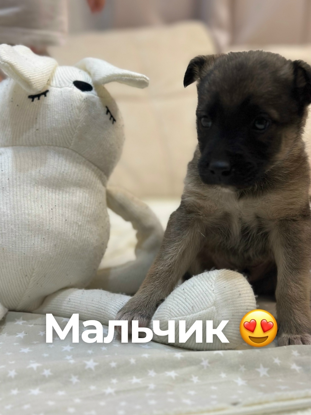 Найдена собака в Саранске — фото объявления