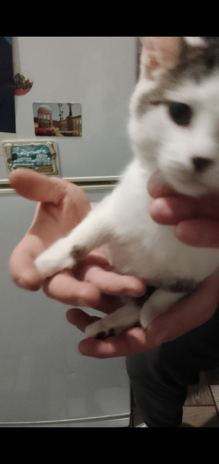 Найдена кошка в Саранске — фото объявления