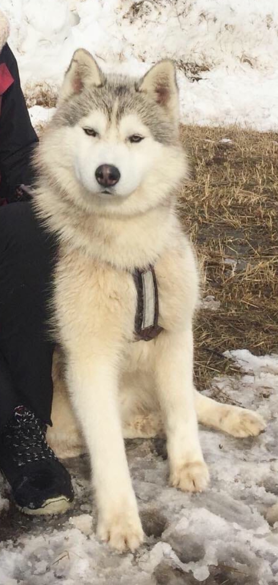 Пропала собака в Саранске — фото объявления