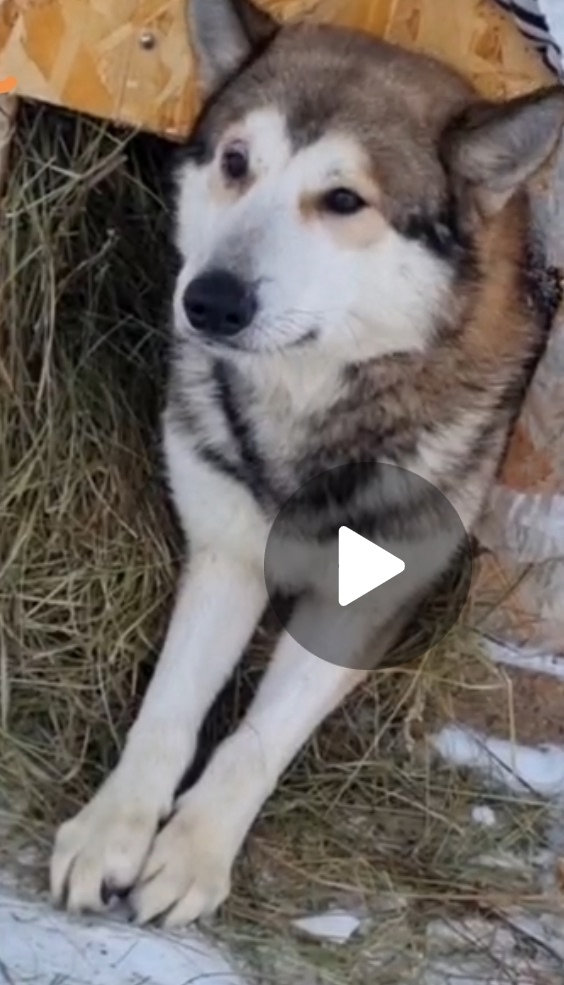 Найдена собака в Саранске — фото объявления