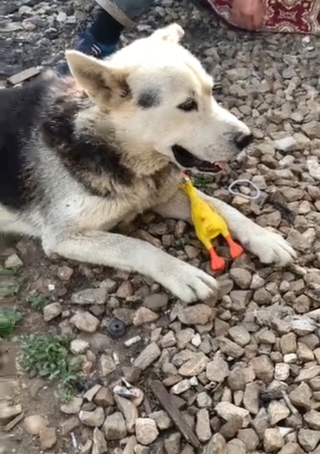 Пропала собака в Саранске — фото объявления