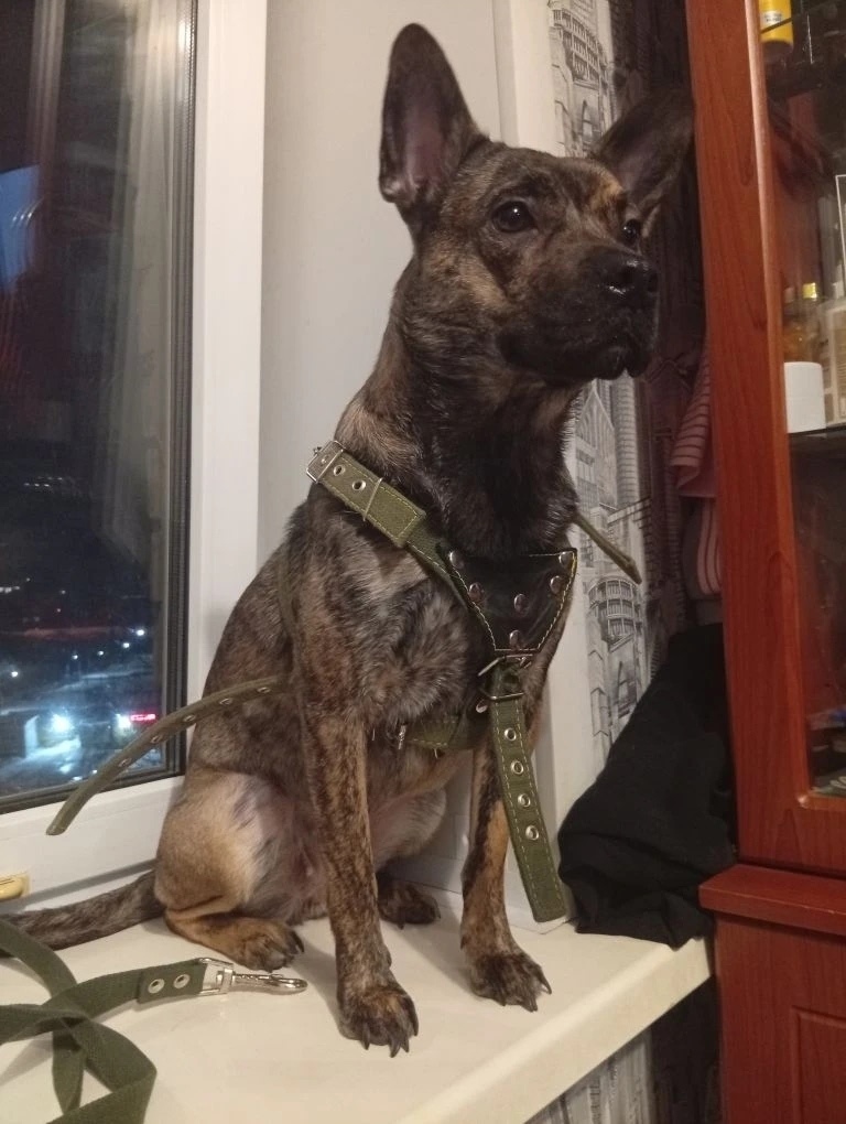 Пропала собака в Саранске — фото объявления