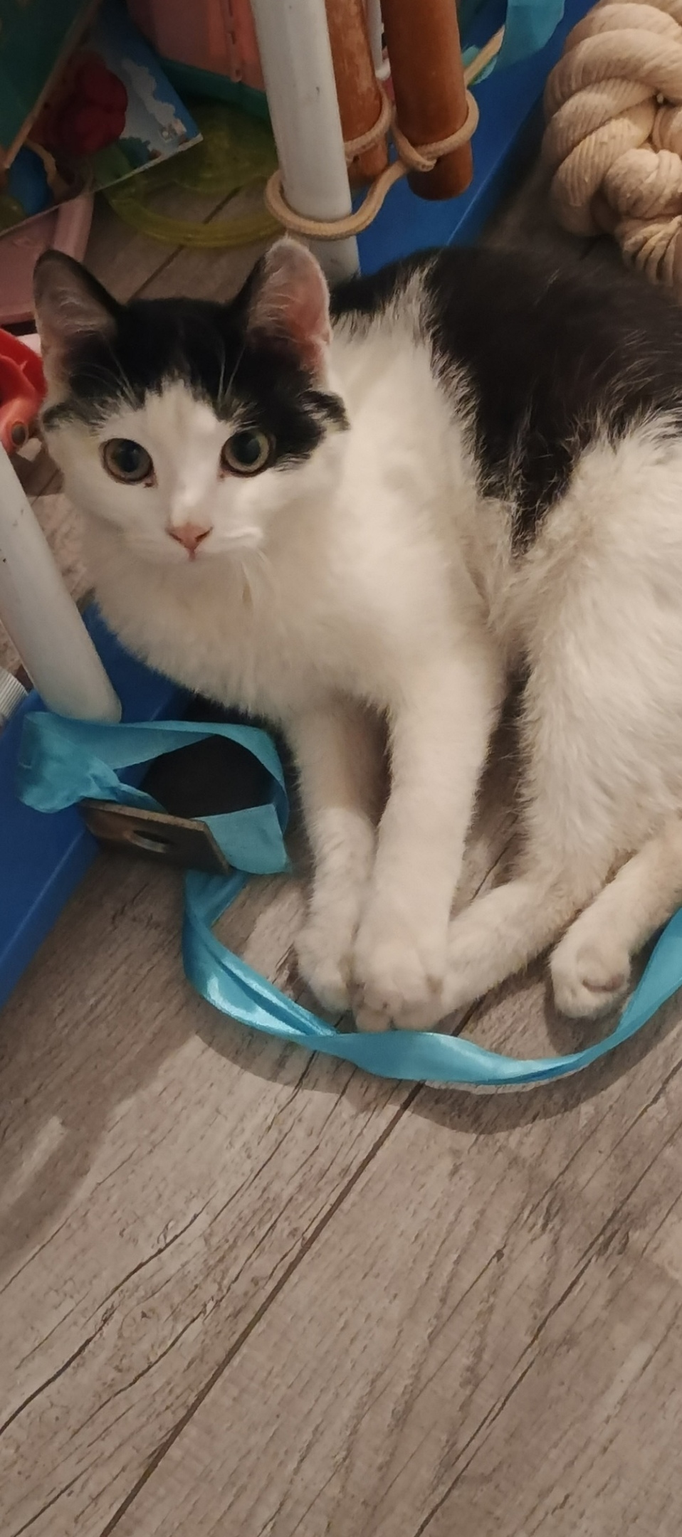 Найдена кошка в Саранске — фото объявления