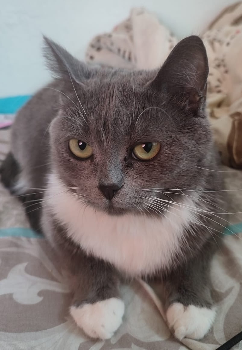 Пропала кошка в Саранске — фото объявления