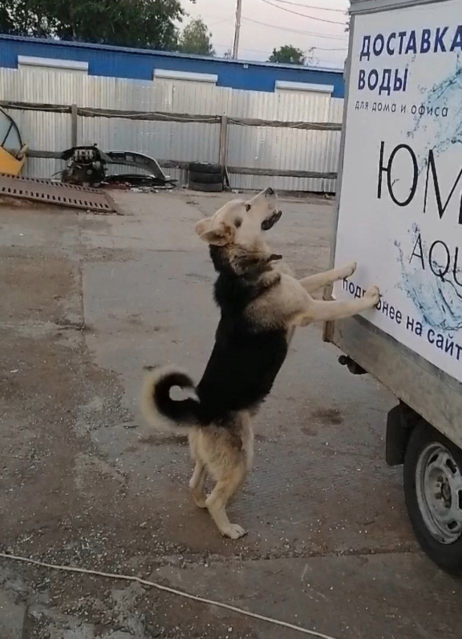 Пропала собака в Саранске — фото объявления