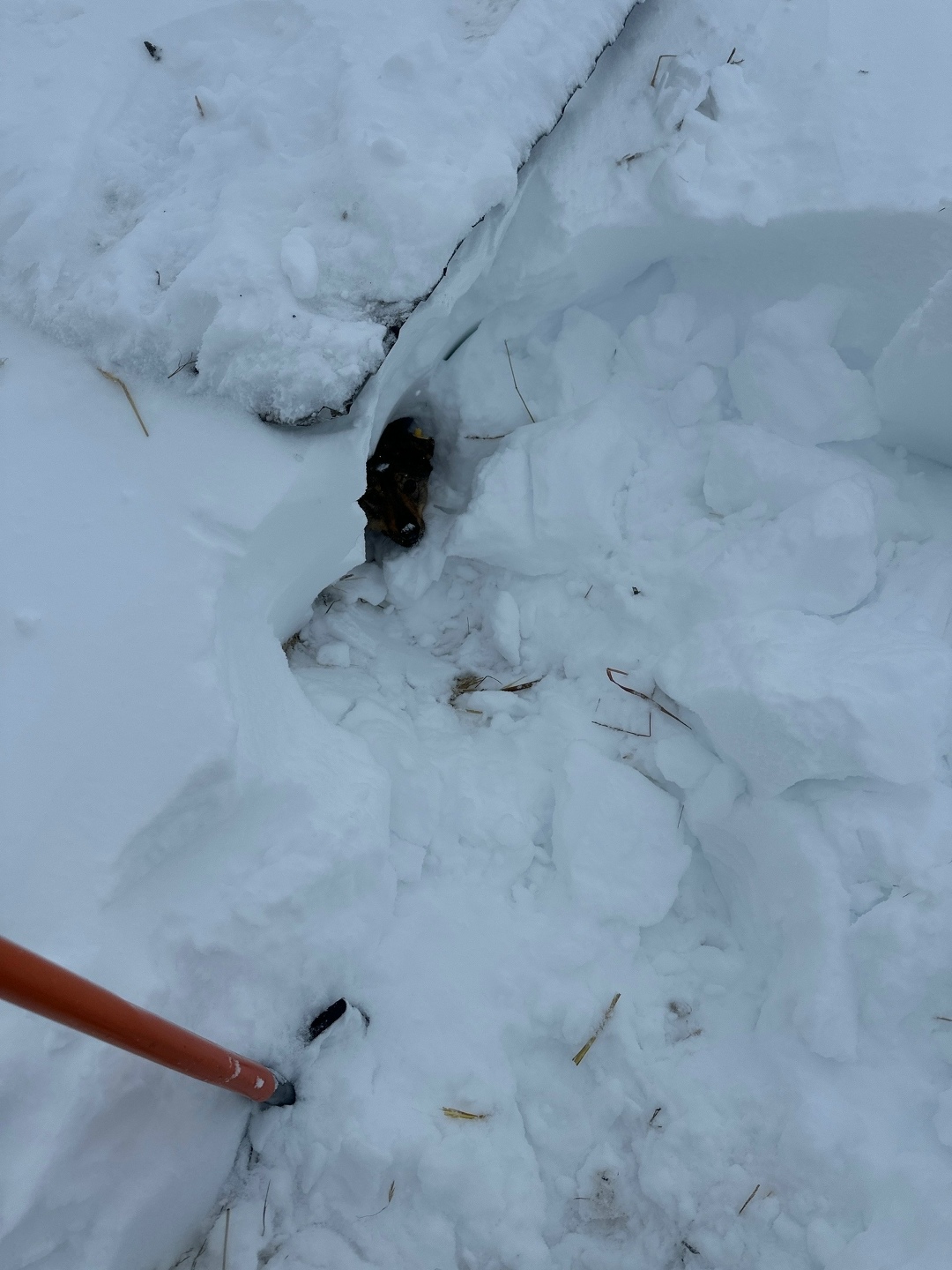 Найдена собака в Саранске — фото объявления