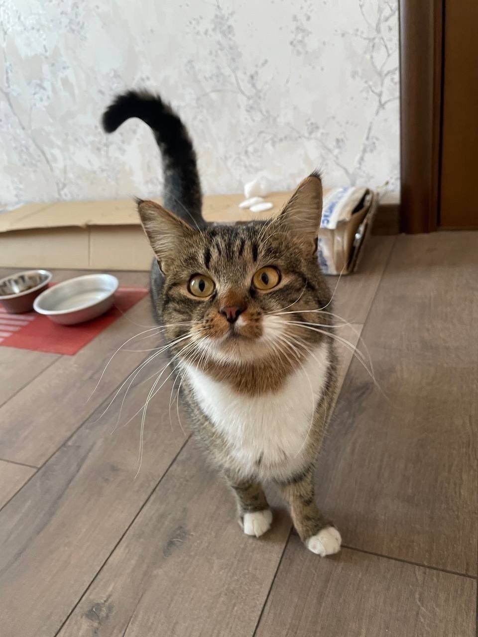 Найдена собака в Саранске — фото объявления