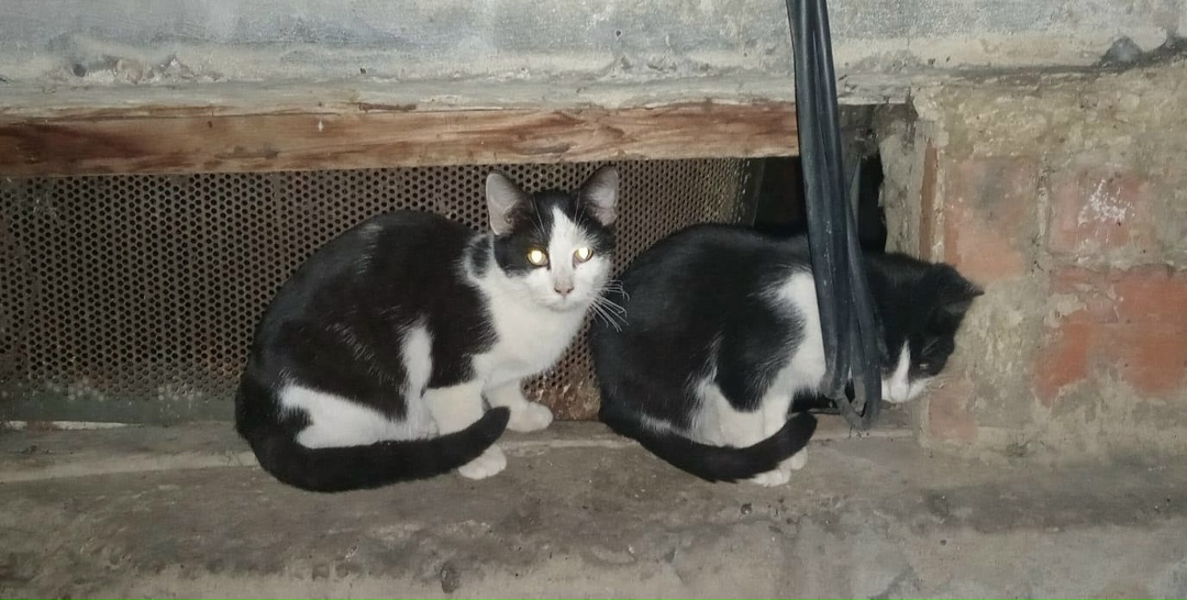 Найдена кошка в Саранске — фото объявления