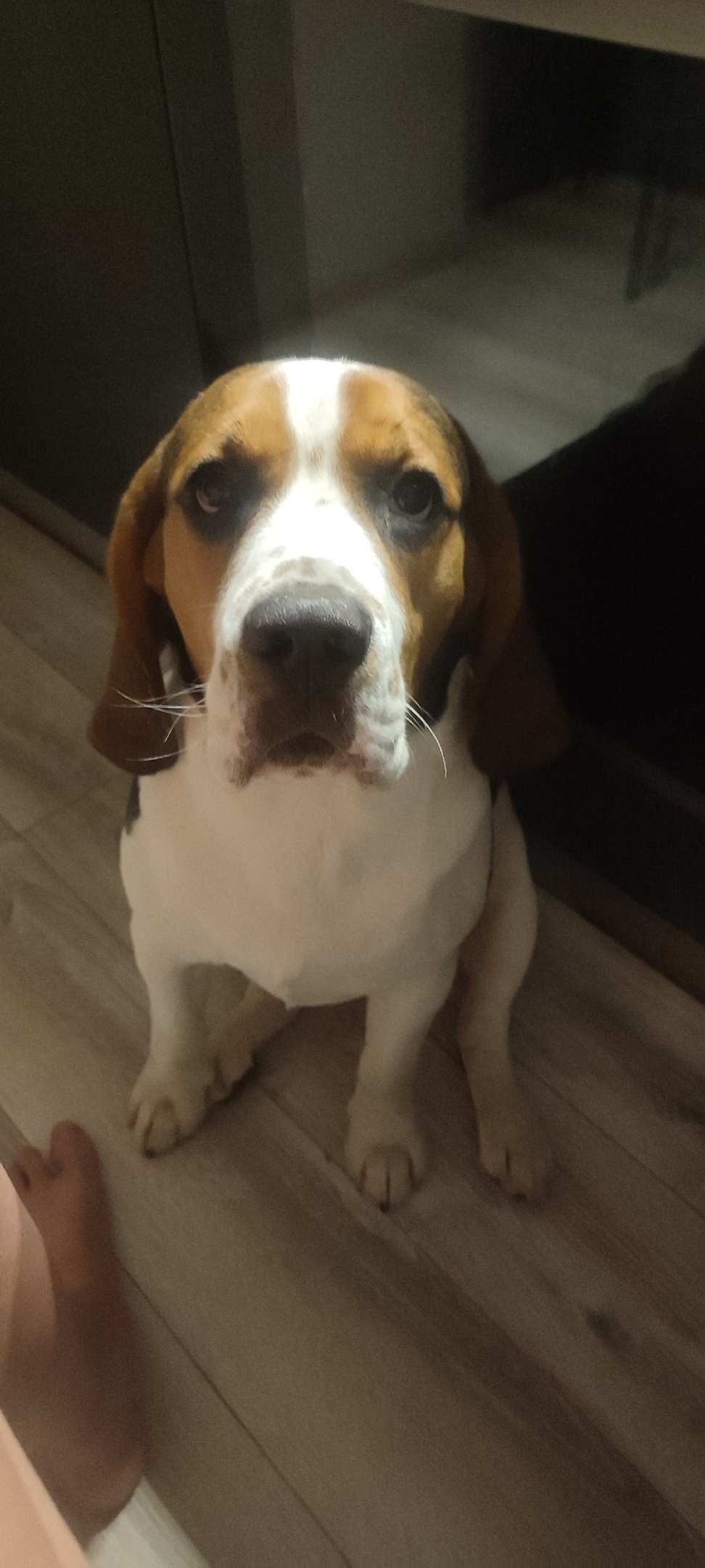 Пропала собака в Саранске — фото объявления