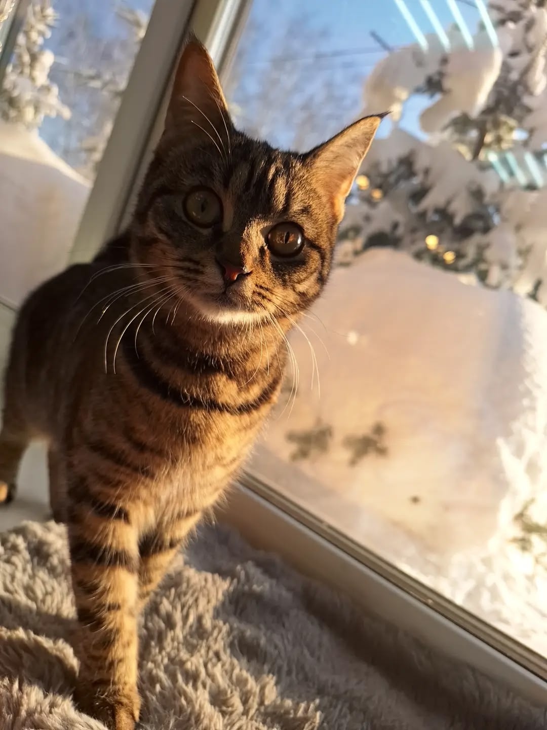 Пропала кошка в Саранске — фото объявления