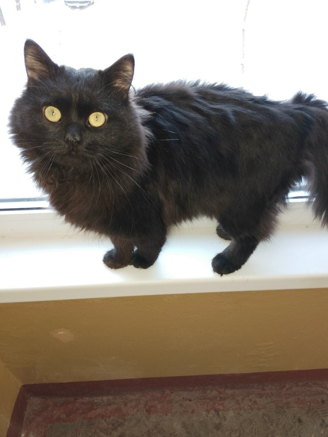 Пропала кошка в Саранске — фото объявления