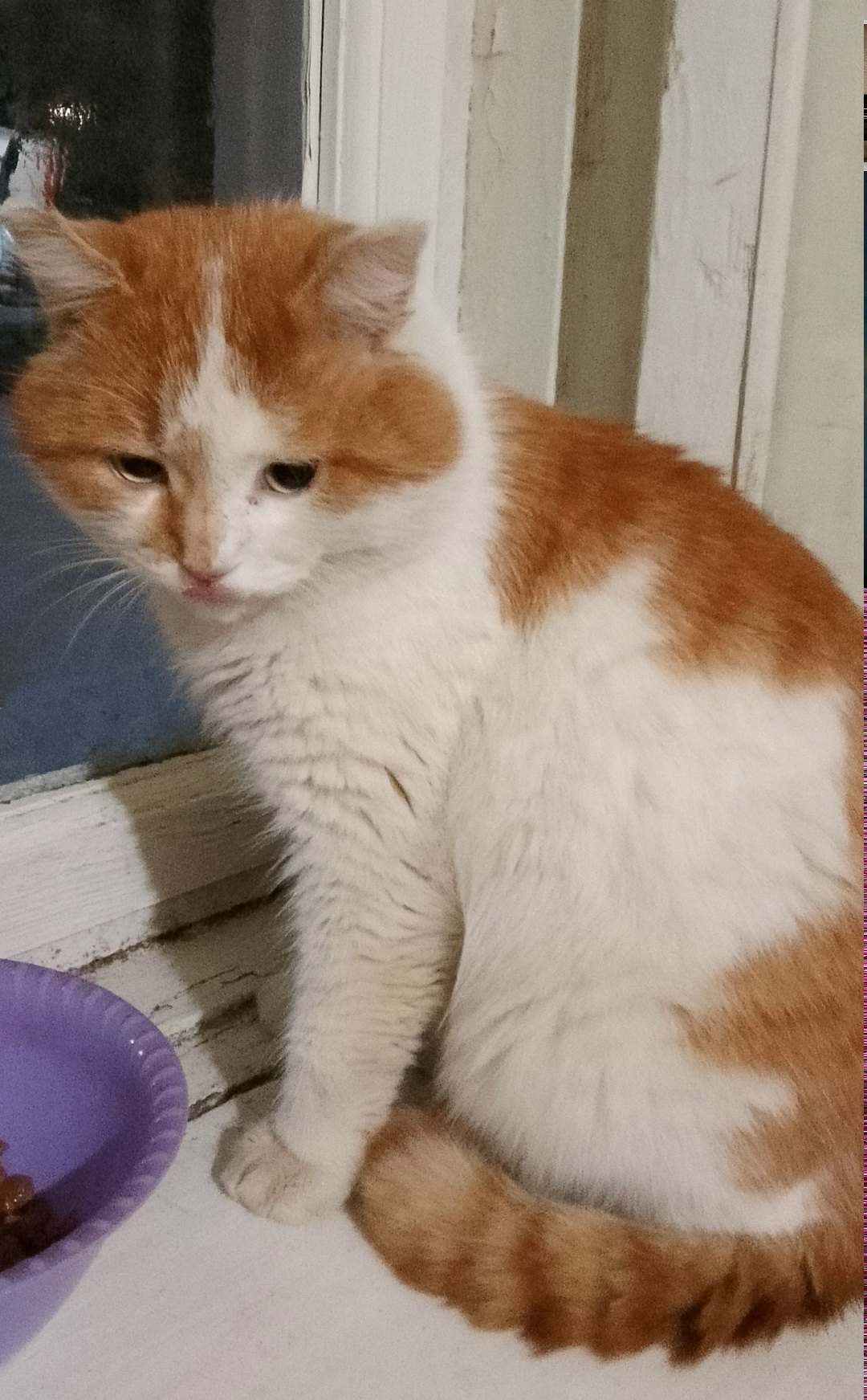 Пропала кошка в Саранске — фото объявления