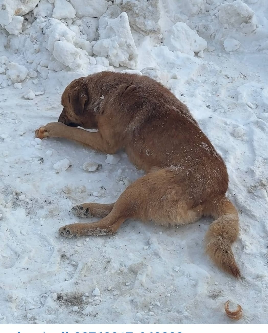 Найдена собака в Саранске — фото объявления