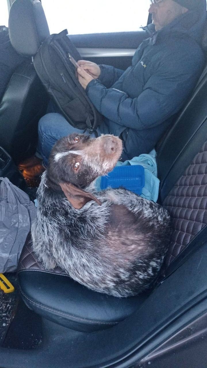 Найдена собака в Саранске — фото объявления