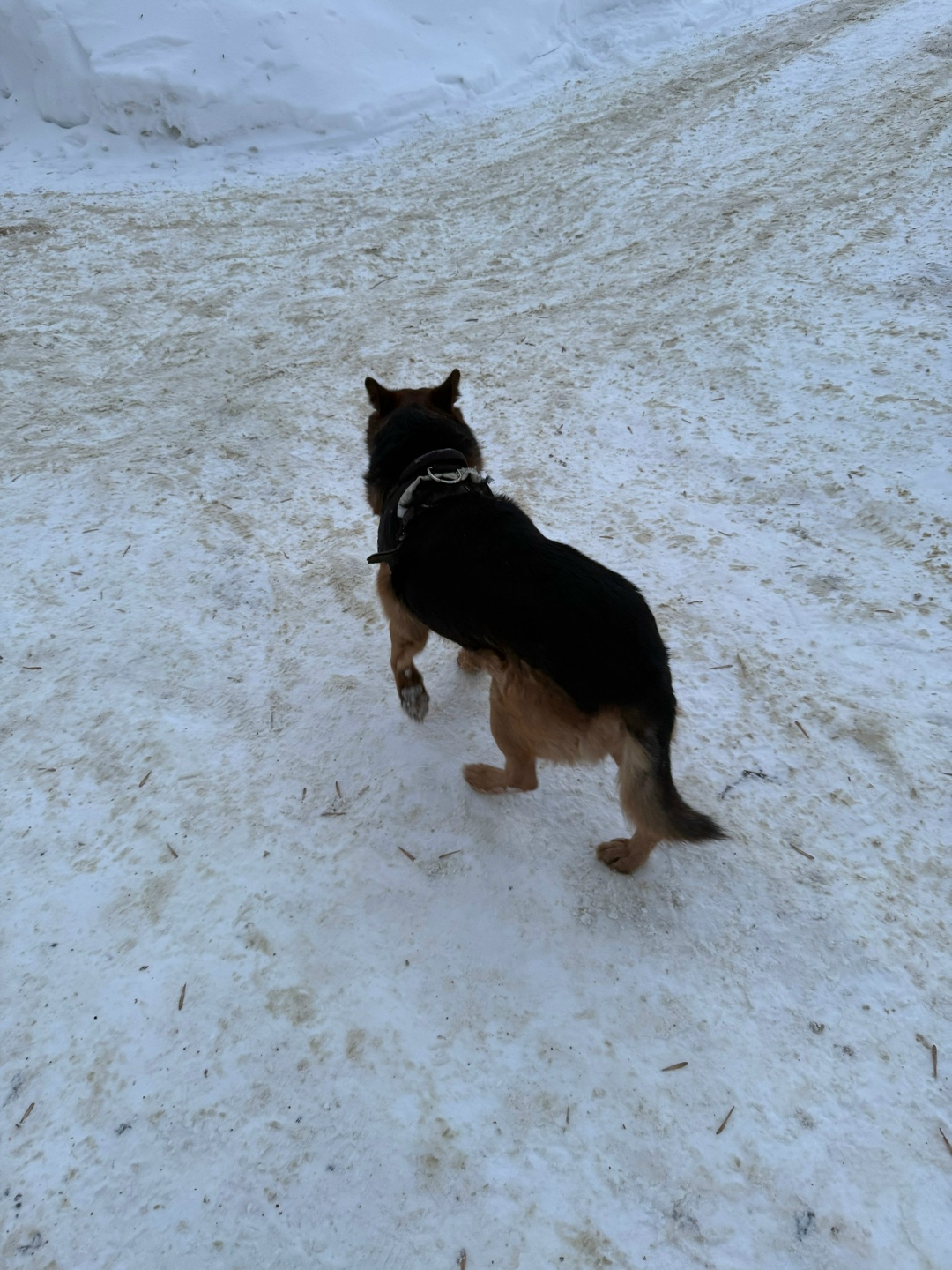 Пропала собака в Саранске — фото объявления