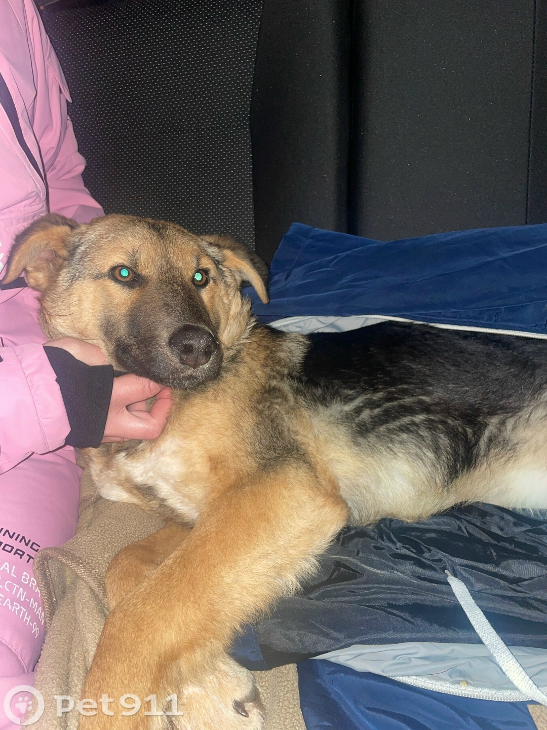 Найдена собака в Саранске — фото объявления