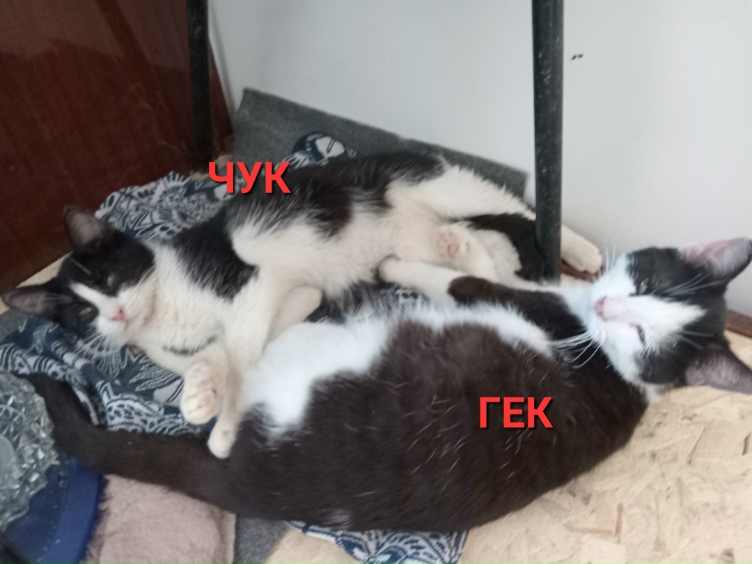 Найдена кошка в Саранске — фото объявления