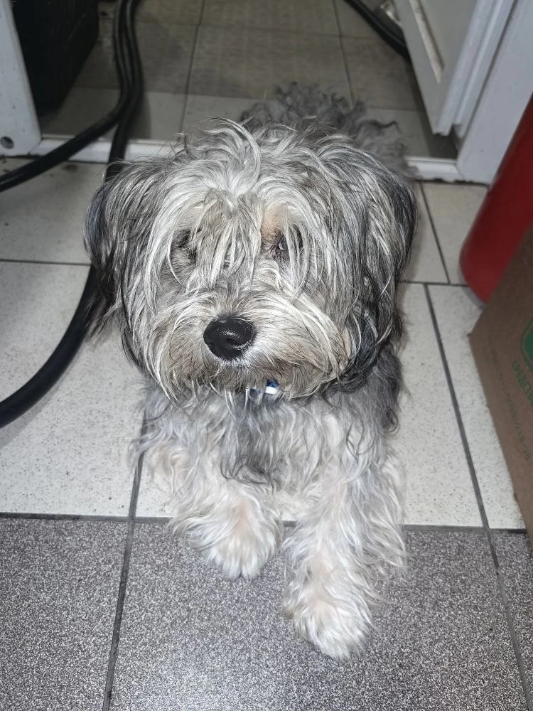 Найдена собака в Саранске — фото объявления