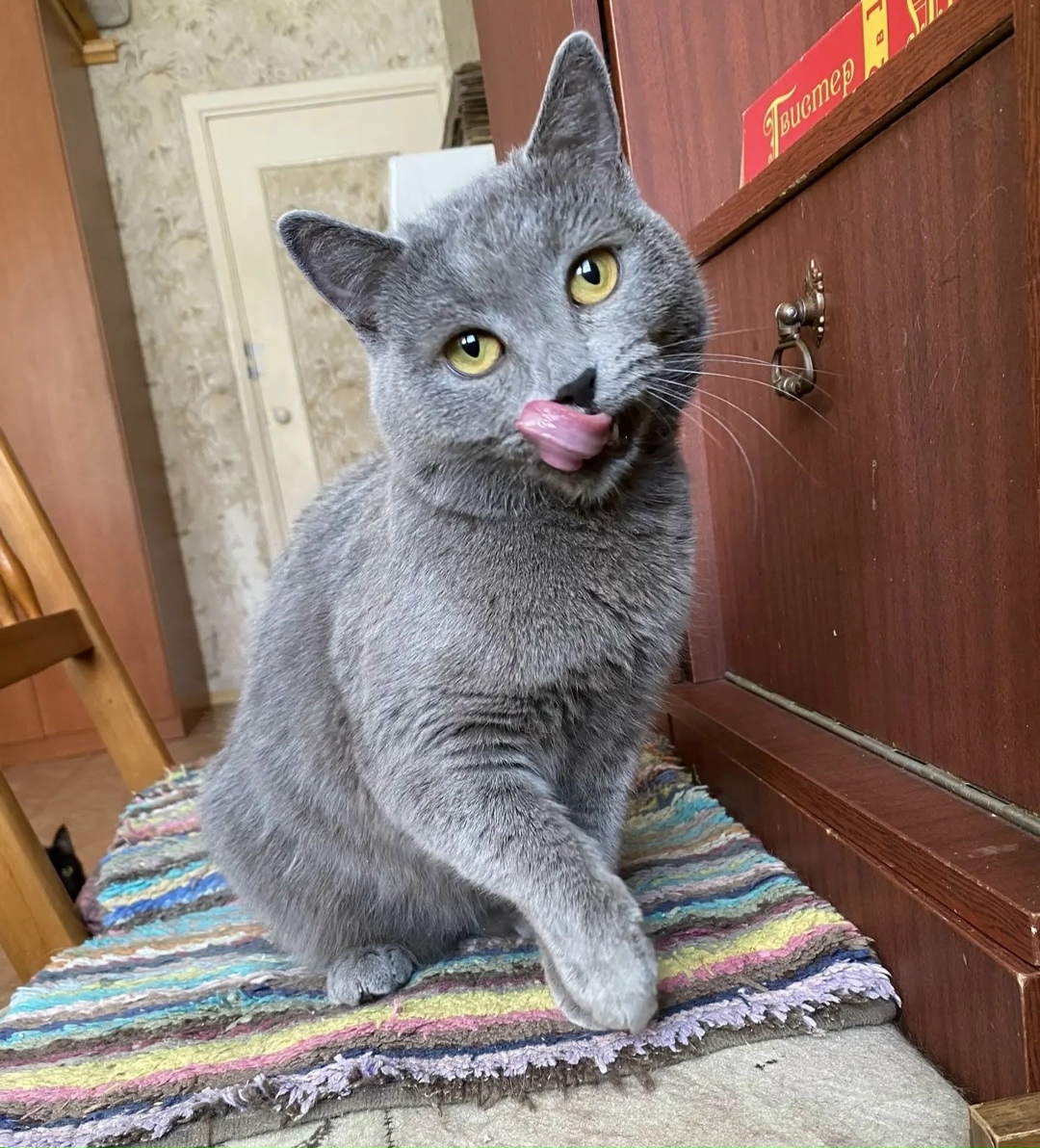 Найдена кошка в Саранске — фото объявления