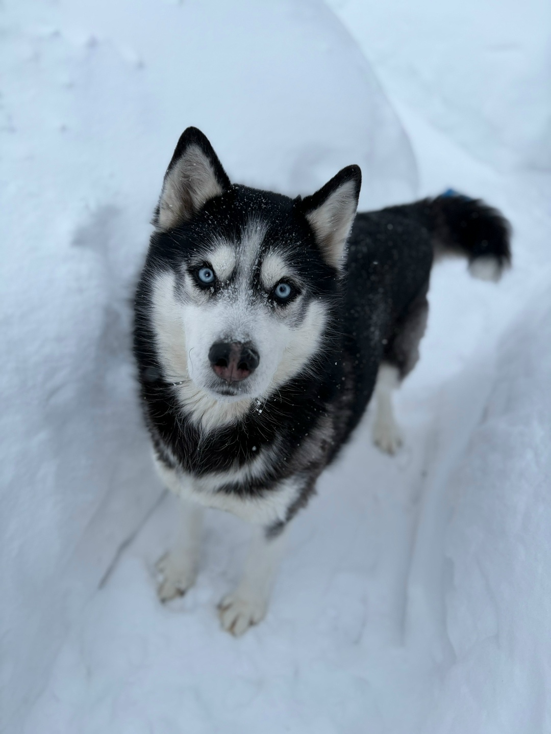 Пропала собака в Саранске — фото объявления