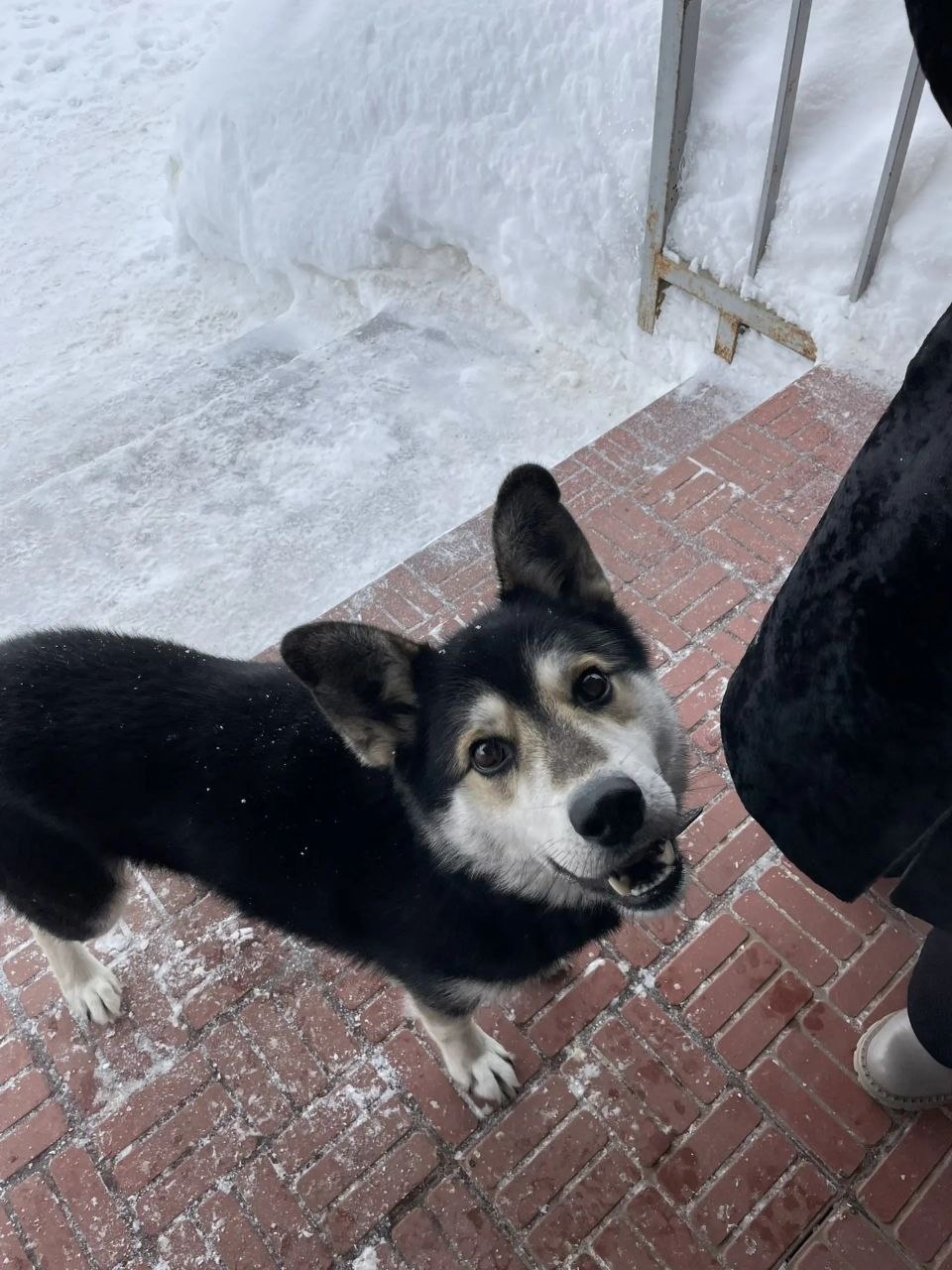 Найдена собака в Саранске — фото объявления